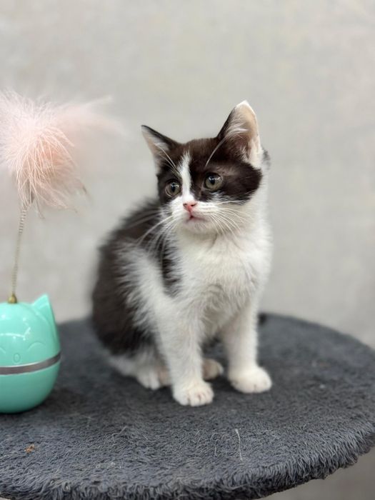 Шотландский прямоухий