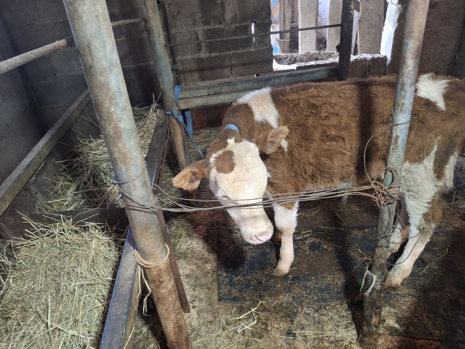 телята одна телочка один бычок