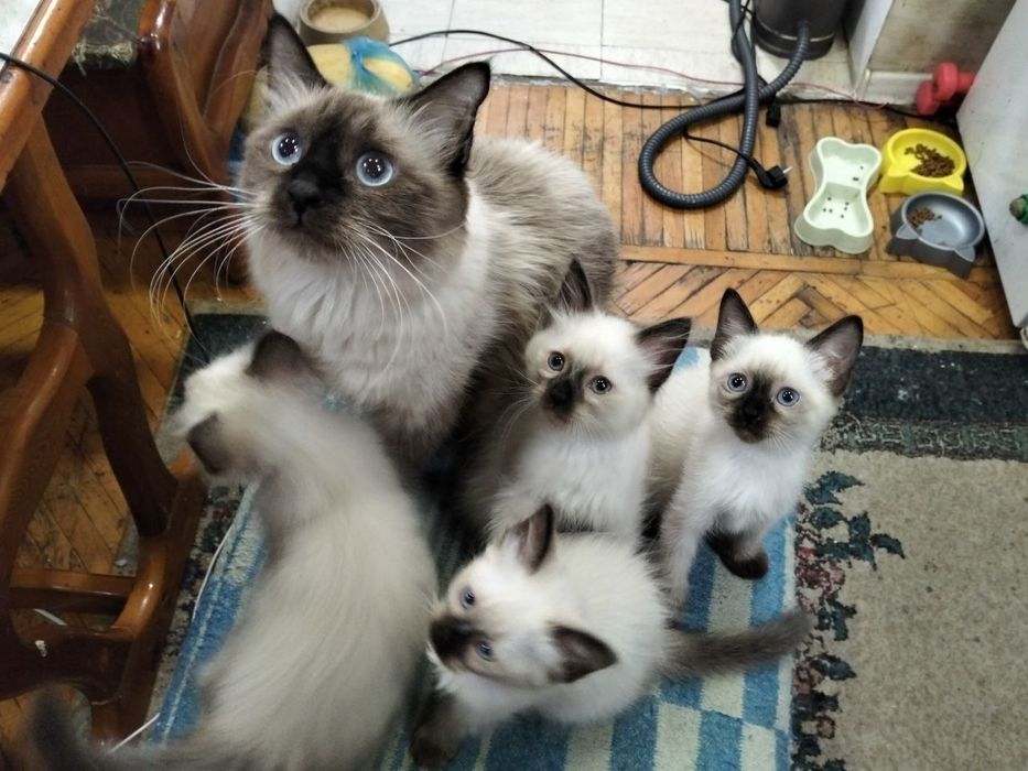 Котята тайцы-болинезы