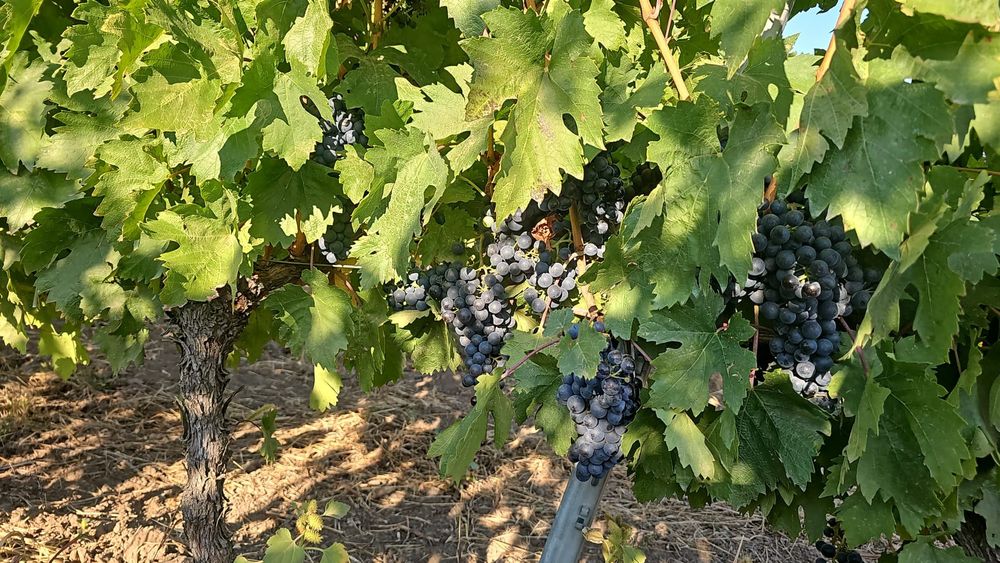 Struguri de vin si must din struguri albi