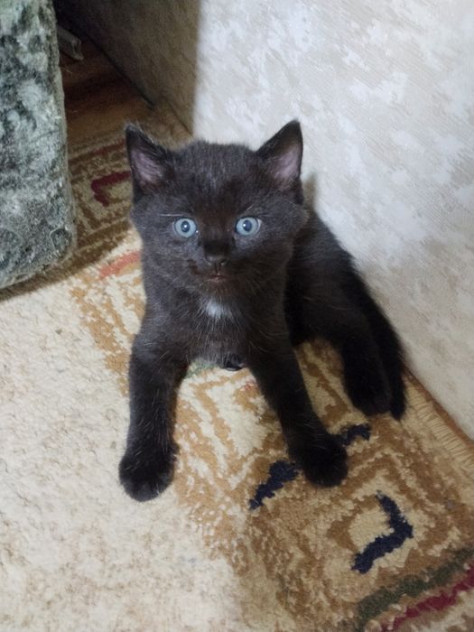 Котята домашние чистые без блох