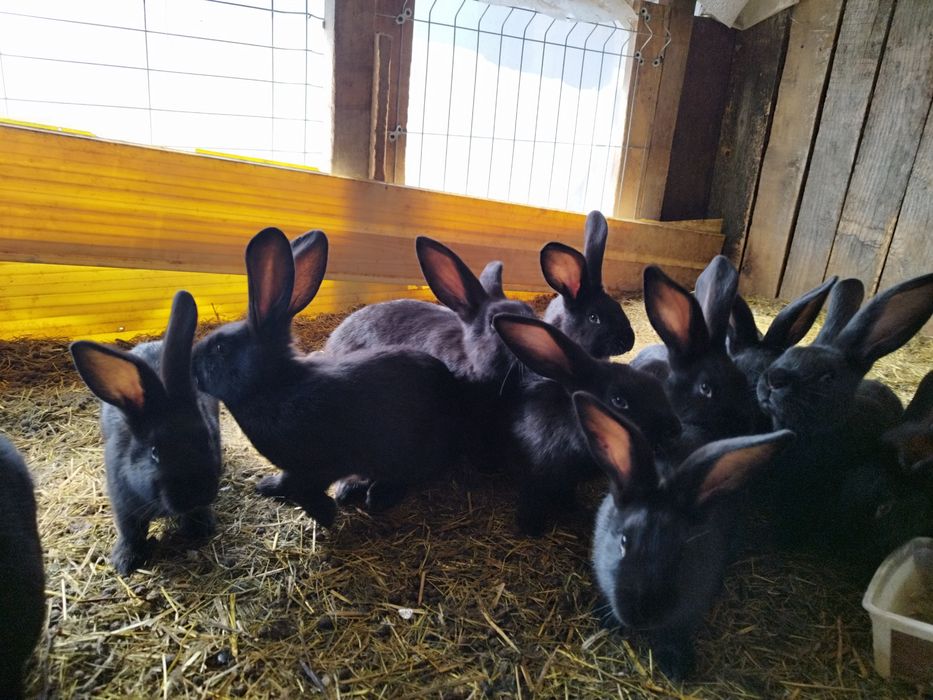 Familie de iepure de vânzare