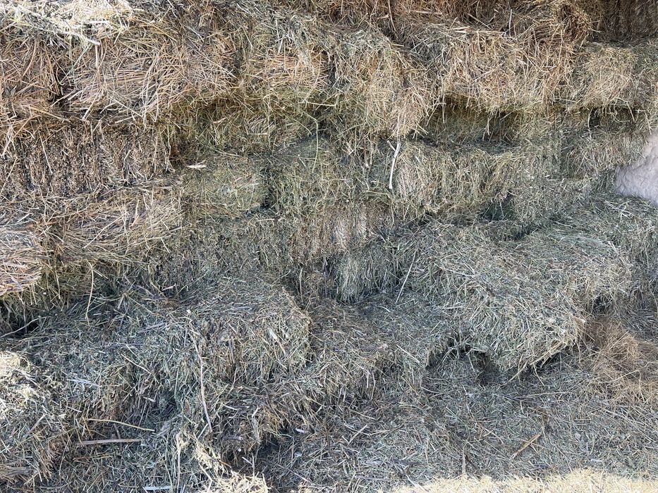 Продам сено люцерна в тюках