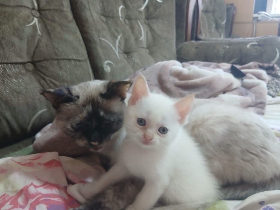 Котенок ищет дом!