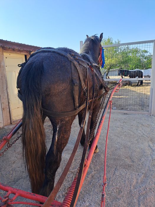 Vând cal de 3 ani castrat talie mare