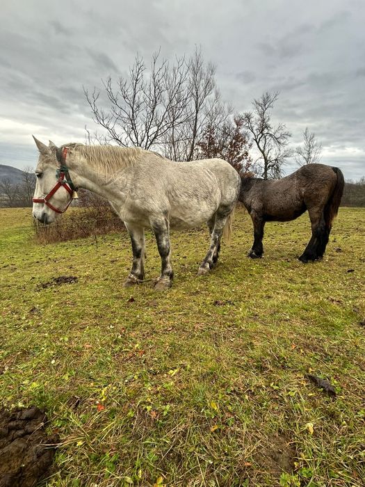 Vând iapă cu mânz