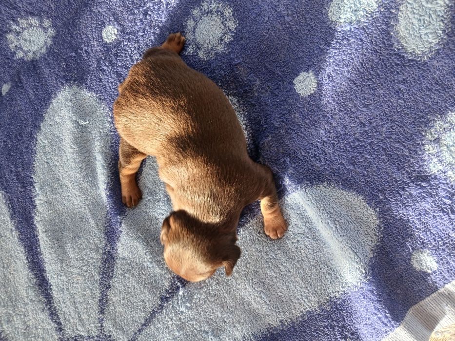 Мини Той -Пинчер  Милые мини Щеночки.