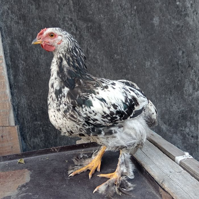 Продам петушков брама