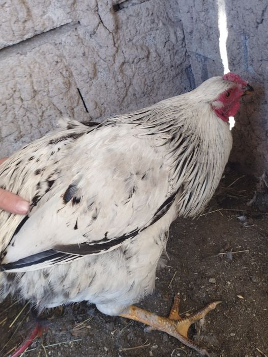 Продам молодых петушков