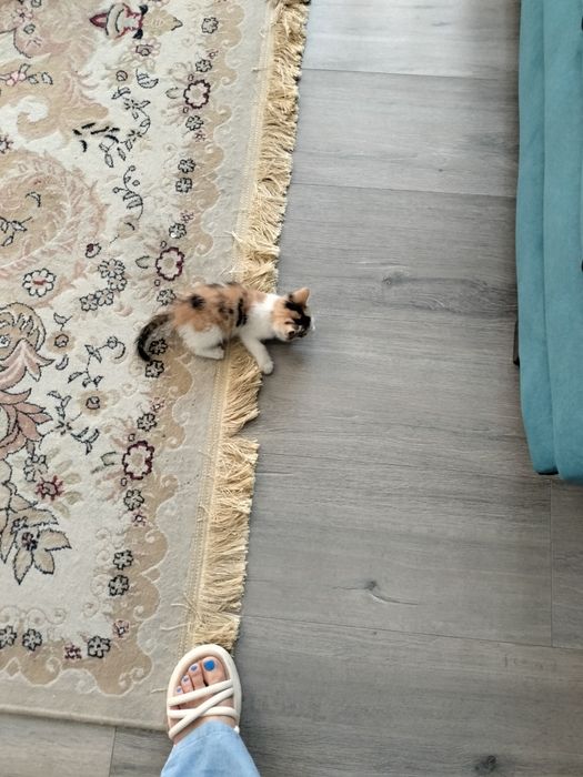 Отдам котенка в хорошие руки