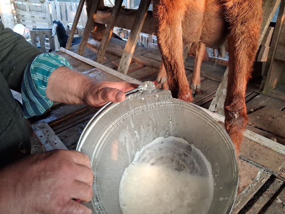 Capre Anglonubian vând