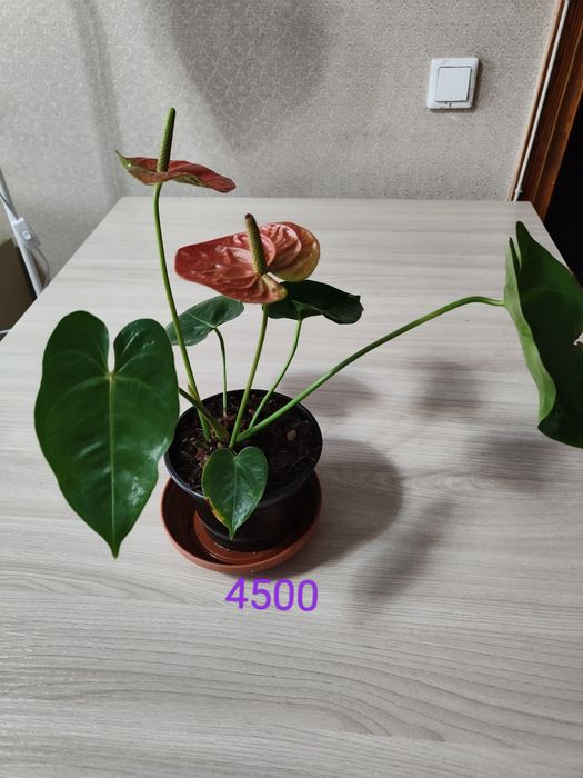 Продам цветы женское счестье