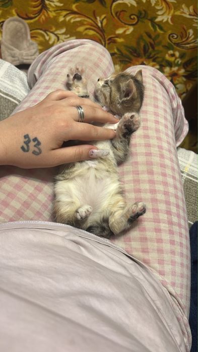 Отдам маленького котенка