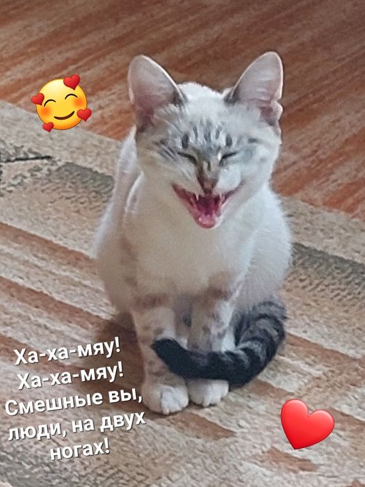 Кошка в добрые руки г. Уральск