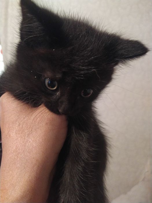 Котята в хорошие руки