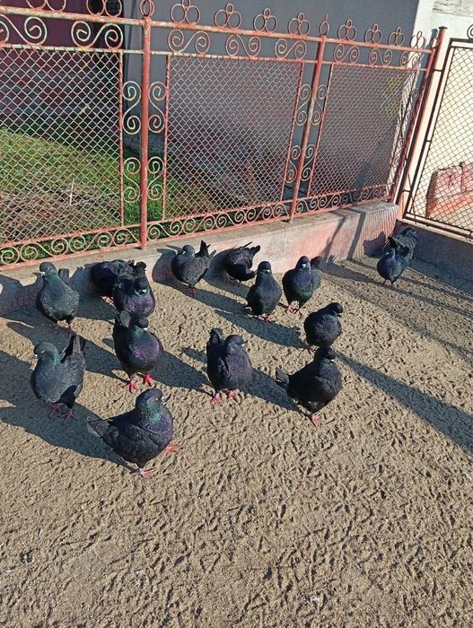 Vand porumbei rasa king negrii