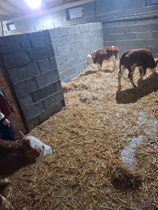 Vand 3 vitei baltati