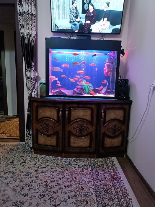 Akvarum ishlab turgan baliqla bilan sotiladi