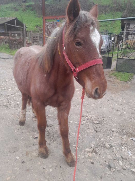 Продавам 2 кончета