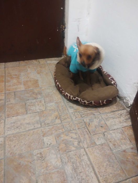 Продажба  на куче