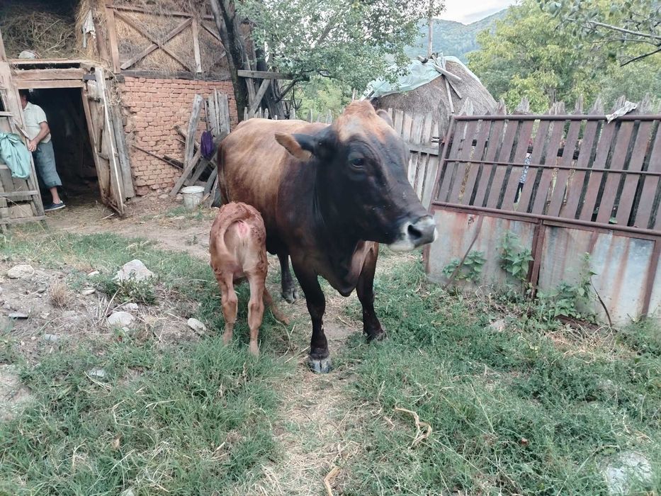 Vaca cu vițel de vanzare