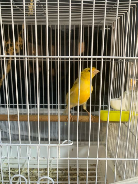 Канарейка нар чубатый