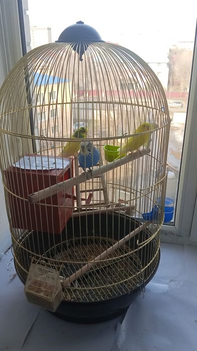Попугаи с клеткой