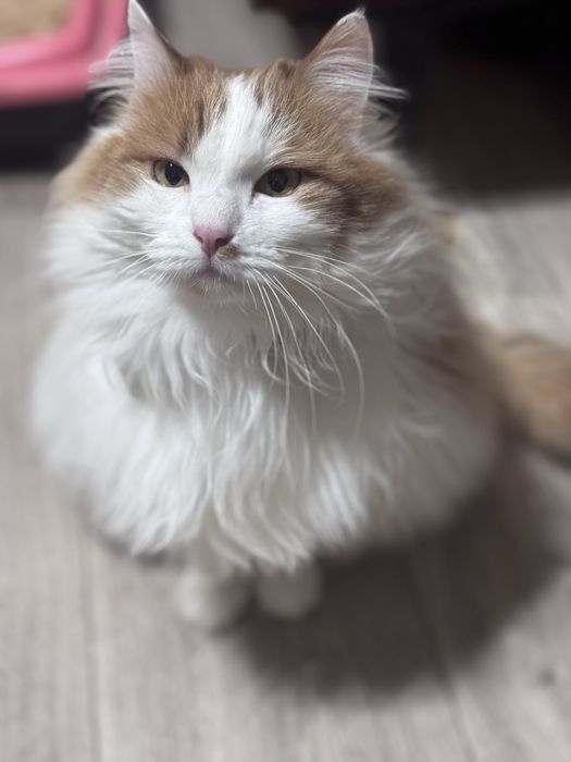 Отдам кошку бесплатно