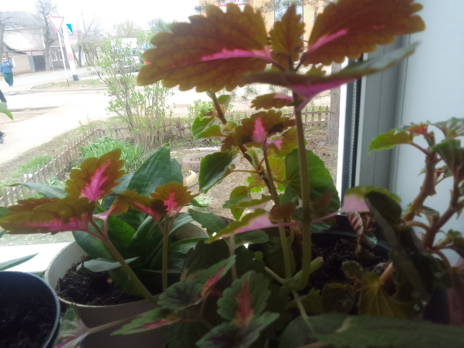 Продам комнатные цветы