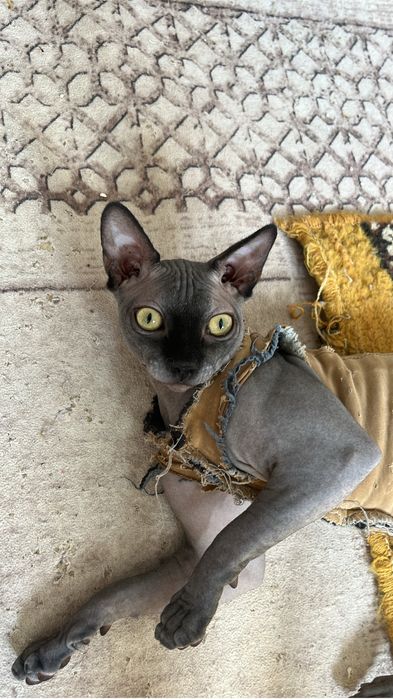 Pisici sphynx   foarte frumos, band si jucaus