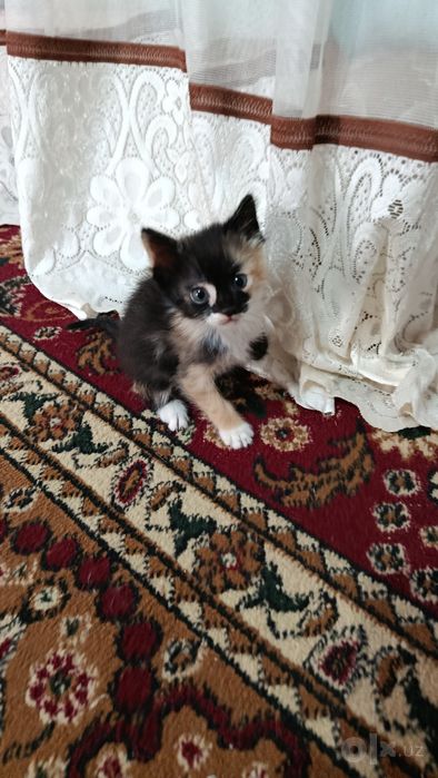 Отдадим в добрые руки!