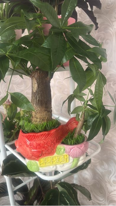 Пподам пахиру дерево