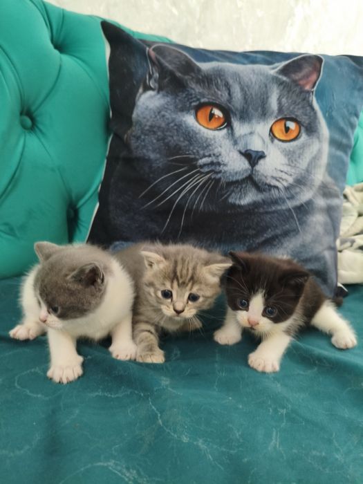 Британские котята