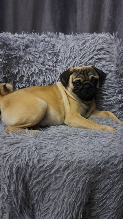 Продаю клубного щенка мопсика мальчик