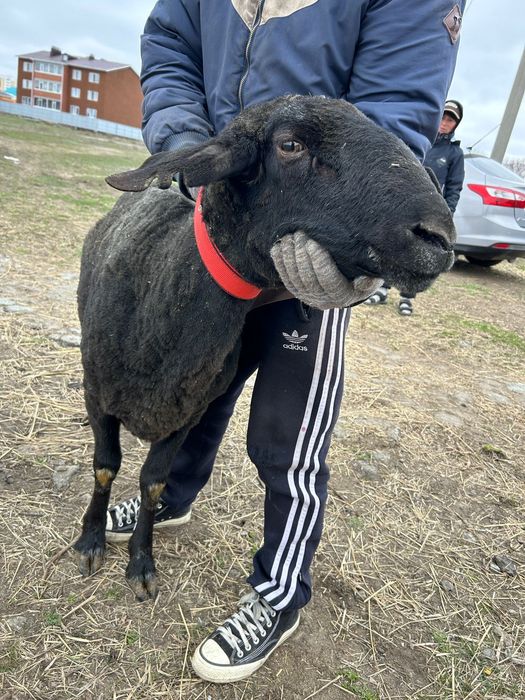 Арашан кошкар 3года