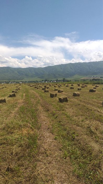 Люцерна, жай шоп, тюктармен