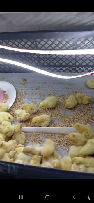 Beliy gigant bedana Inkubatsion tuxum va jo'jasiga zakaz olamiz