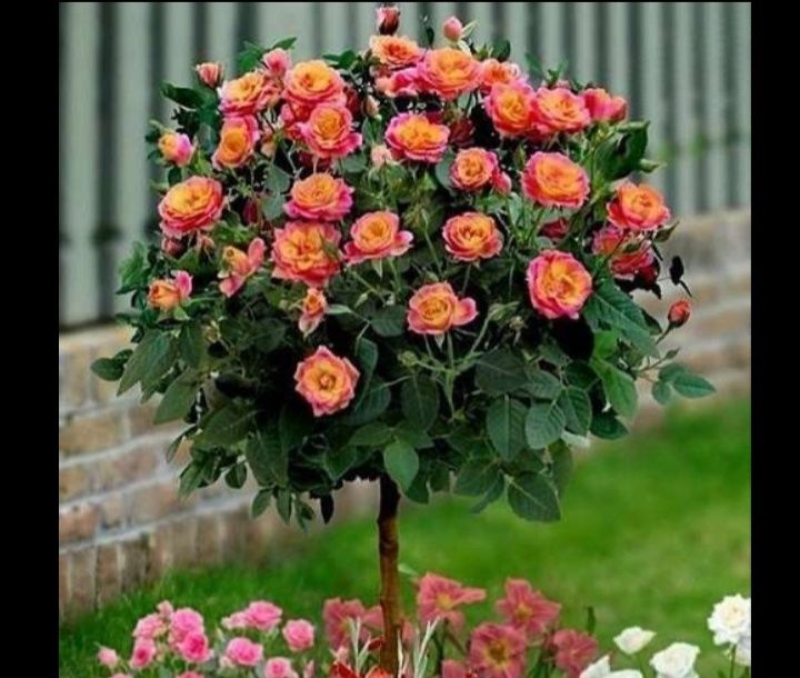 Продам розы штамповые