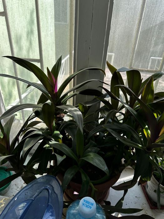 Цветы в горшке