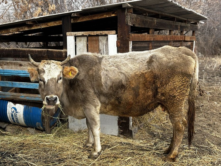 Продается беременная корова