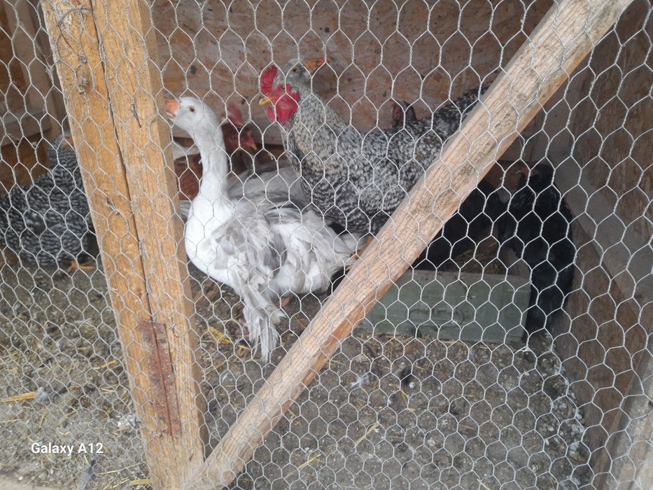 Vănd găini si gâște