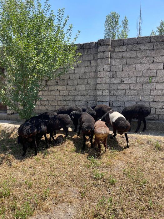 Qurbonlik ucin qoy molarimiza bor xalol pokiza qilib boqilgan