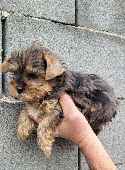 Йоркширски териер-мини !!!