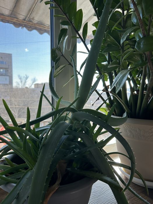 Продам Алоэ лечебный