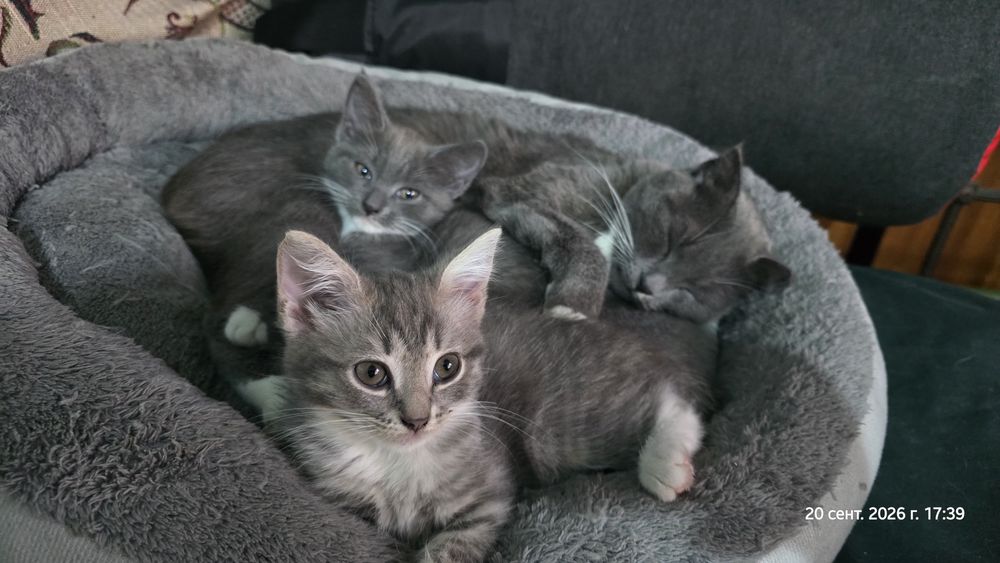 Отдам котят девочки
