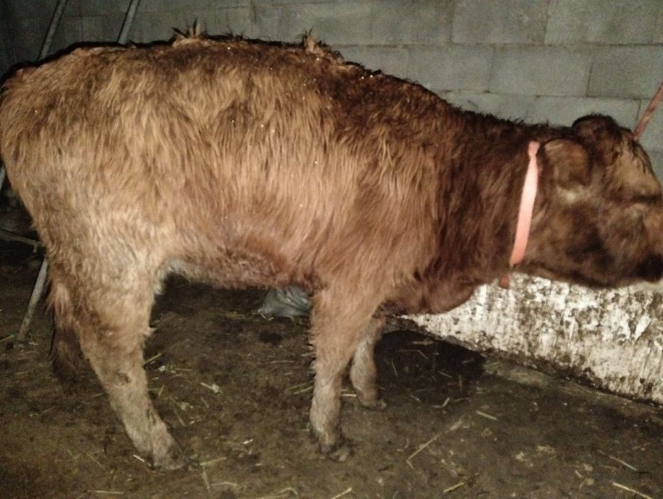 Продам телкок кунажин 1,5 жасарлар