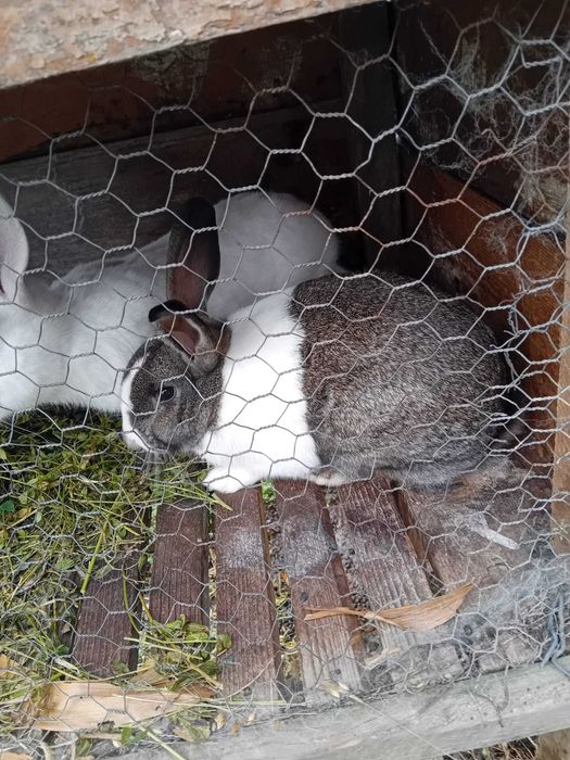 De vanzare 2 iepuri,masculi,8,9luni