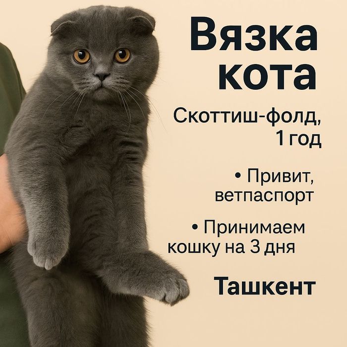 Вязка Скоттиш-фолд | Qoshtirishga| Серый кот 1 год |Ташкент| Чиланзар