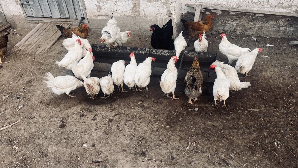 Продам курей несушек