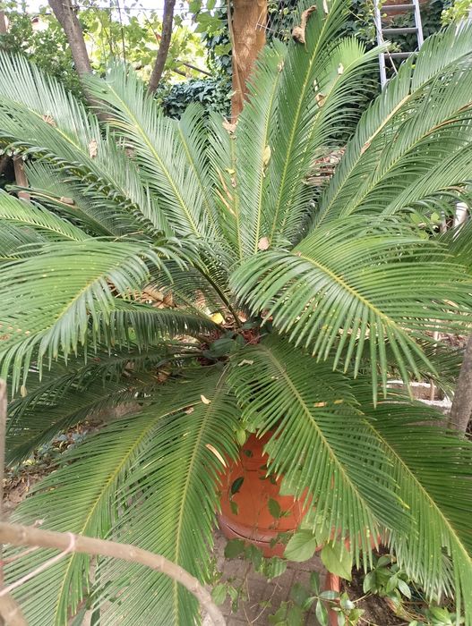 Продавам палма и закуми